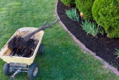 An Overview of Seasonal Tree Care: Getting Ready for Spring and Beyond